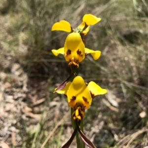 Diuris sulphurea at Canberra Central, ACT - suppressed