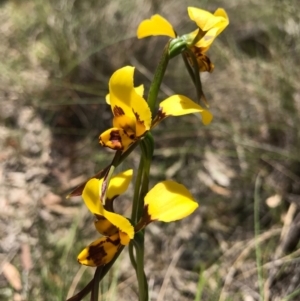 Diuris sulphurea at Canberra Central, ACT - suppressed