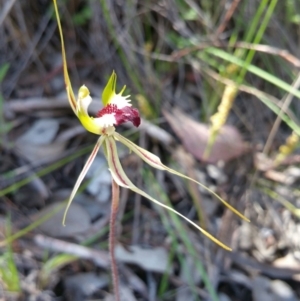 Caladenia atrovespa at Belconnen, ACT - 6 Nov 2016