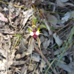 Caladenia atrovespa at Belconnen, ACT - suppressed