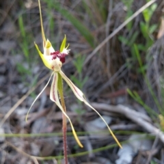 Caladenia atrovespa at Belconnen, ACT - 6 Nov 2016