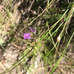 Thysanotus patersonii (Twining Fringe Lily) at Canberra Central, ACT - 6 Nov 2016 by AaronClausen