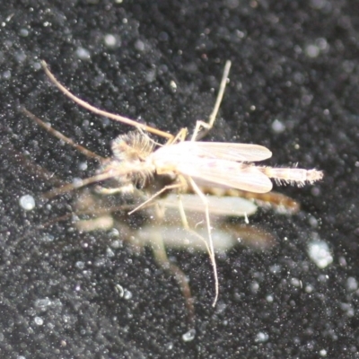 Chironomidae (family) (Non-biting Midge) at Tathra Public School - 5 Nov 2016 by KerryVance