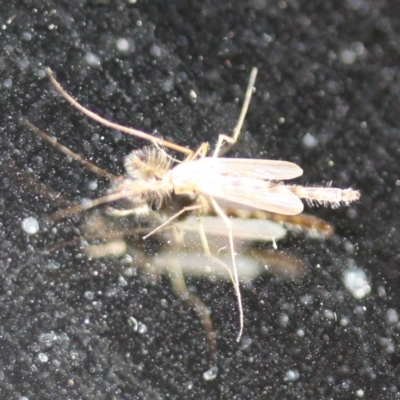 Chironomidae (family) (Non-biting Midge) at Tathra Public School - 4 Nov 2016 by KerryVance