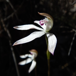 Caladenia moschata at Point 49 - suppressed