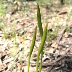 Diuris dendrobioides (Late Mauve Doubletail) at Canberra Central, ACT - 6 Nov 2016 by AaronClausen