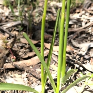 Diuris dendrobioides at suppressed - suppressed