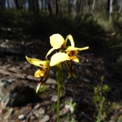 Diuris sulphurea (Tiger Orchid) at Point 49 - 5 Nov 2016 by CathB