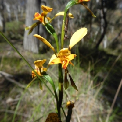 Diuris nigromontana (Black Mountain Leopard Orchid) at Point 49 - 5 Nov 2016 by CathB