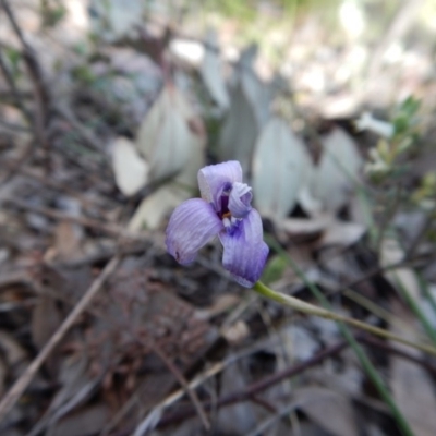 Glossodia major (Wax Lip Orchid) at Aranda, ACT - 5 Nov 2016 by CathB