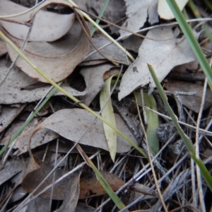 Glossodia major at Point 49 - suppressed