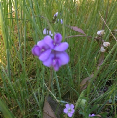 Swainsona sp. at Burra, NSW - 3 Nov 2016 by Ratcliffe