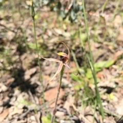 Caladenia actensis (Canberra Spider Orchid) at Canberra Central, ACT - 6 Nov 2016 by AaronClausen