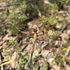 Caladenia actensis at suppressed - 6 Nov 2016