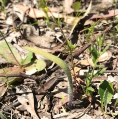 Caladenia actensis at suppressed - 6 Nov 2016