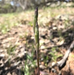 Thelymitra sp. (A Sun Orchid) at Canberra Central, ACT - 6 Nov 2016 by AaronClausen