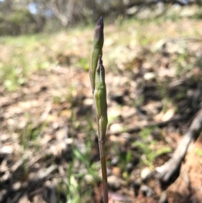 Thelymitra sp. (A Sun Orchid) at Canberra Central, ACT - 6 Nov 2016 by AaronClausen