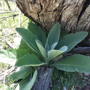 Verbascum thapsus subsp. thapsus at Canberra Central, ACT - 6 Nov 2016