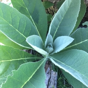 Verbascum thapsus subsp. thapsus at Canberra Central, ACT - 6 Nov 2016 02:29 PM