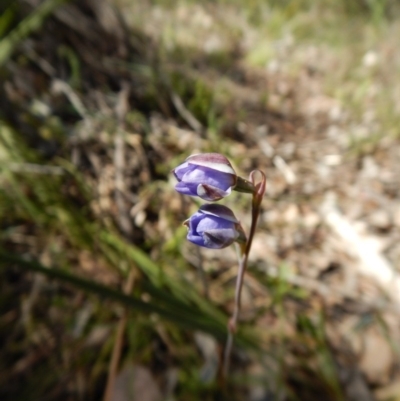 Thelymitra juncifolia (Dotted Sun Orchid) at Aranda, ACT - 5 Nov 2016 by CathB