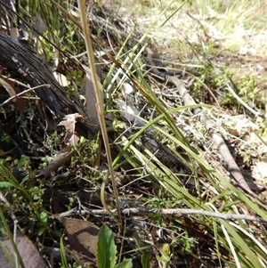 Thelymitra juncifolia at Point 49 - suppressed