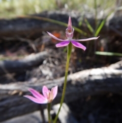 Caladenia carnea (Pink Fingers) at Point 49 - 5 Nov 2016 by CathB