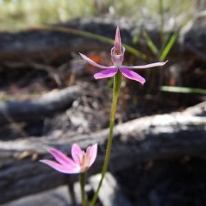 Caladenia carnea at Point 49 - suppressed