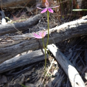 Caladenia carnea at Point 49 - suppressed