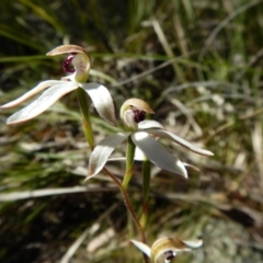 Caladenia cucullata (Lemon Caps) at Aranda, ACT - 5 Nov 2016 by CathB