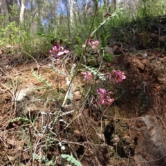 Indigofera adesmiifolia (Tick Indigo) at Red Hill, ACT - 6 Nov 2016 by Ratcliffe