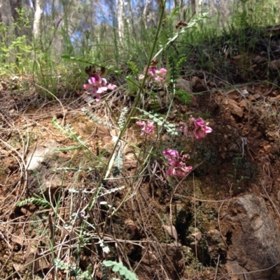 Indigofera adesmiifolia (Tick Indigo) at Red Hill, ACT - 6 Nov 2016 by Ratcliffe