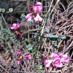 Indigofera adesmiifolia at Red Hill, ACT - 6 Nov 2016 12:29 PM