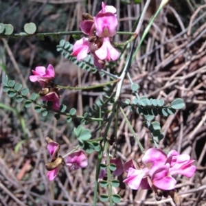 Indigofera adesmiifolia at Red Hill, ACT - 6 Nov 2016 12:29 PM