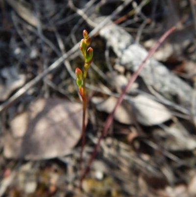 Caleana minor (Small Duck Orchid) at Belconnen, ACT - 5 Nov 2016 by CathB