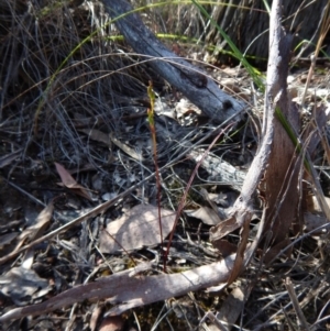 Caleana minor at Belconnen, ACT - suppressed