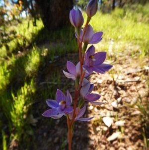 Thelymitra nuda at Belconnen, ACT - 3 Nov 2016