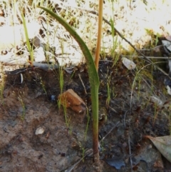 Thelymitra nuda at Belconnen, ACT - suppressed