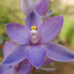 Thelymitra nuda at Belconnen, ACT - suppressed