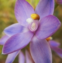 Thelymitra nuda at Belconnen, ACT - 3 Nov 2016