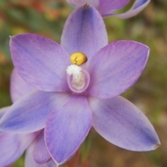 Thelymitra nuda at Belconnen, ACT - 3 Nov 2016