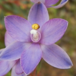 Thelymitra nuda at Belconnen, ACT - suppressed