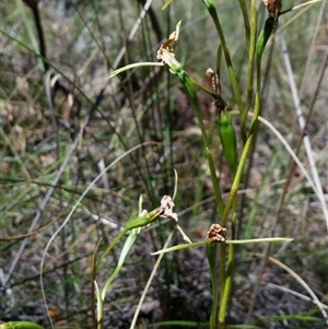 Diuris nigromontana at Point 5803 - suppressed