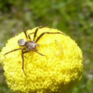 Araneinae (subfamily) at Jerrabomberra, ACT - 6 Nov 2016