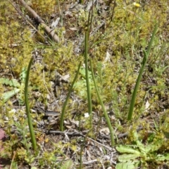 Microtis sp. (Onion Orchid) at Jerrabomberra, ACT - 6 Nov 2016 by Mike