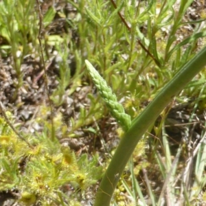 Microtis sp. at Jerrabomberra, ACT - suppressed