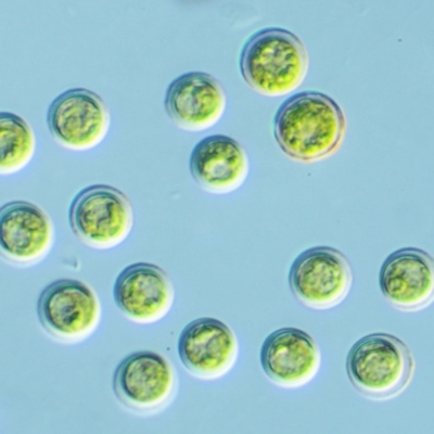 Tetraspora gelatinosum (A green freshwater algae) at Namadgi National Park - 24 Oct 2016 by KenT