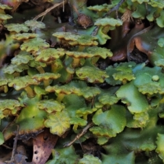 Marchantia berteroana (Liverwort) at Namadgi National Park - 24 Oct 2016 by KenT