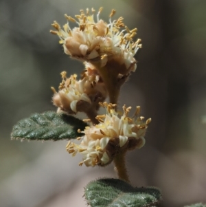 Pomaderris eriocephala at Cotter River, ACT - 24 Oct 2016