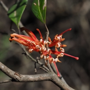 Grevillea oxyantha subsp. oxyantha at Cotter River, ACT - 24 Oct 2016