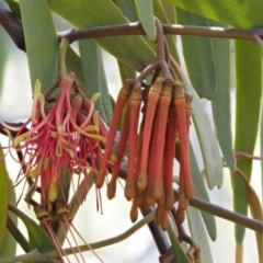 Amyema pendula subsp. pendula (Drooping Mistletoe) at Lower Cotter Catchment - 24 Oct 2016 by KenT